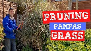 How and When To Prune Pampas Grass  Cortaderia selloana [upl. by Hetty815]