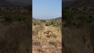 Male lions feasting on an ostrich in samburu national reserve lioncountrysafari safarisunday [upl. by Lemuelah405]