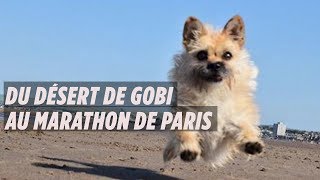 Le fabuleux destin de Gobi premier chien à courir le marathon de Paris [upl. by Ymmac]