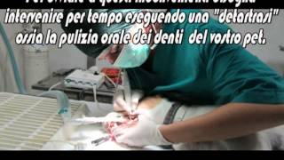 Detartrasi pulizia dentale cane e gatto  Ambulatorio Veterinaria Vigna Murata [upl. by Vidovik598]