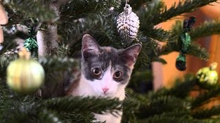 Chats drôles Attaquer Christmas Tree  Chats jouant Compilation 2015 [upl. by Nedmac852]