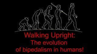 Walking Upright the evolution of bipedalism in humans [upl. by Behnken]