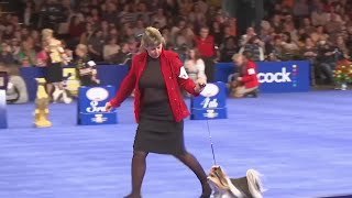 National Dog Show returns for Thanksgiving [upl. by Hooker]