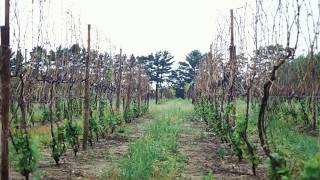 Principles of Grapevine Training  Grape Video 6 [upl. by Hen]