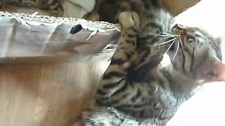 Cat mama talks to her babies super cute [upl. by Acnaiv]