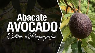 Abacate Avocado Cultivo em Vaso e Formas de Propagação [upl. by Pebrook]