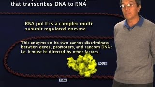 RNA Polymerase II  Robert Tjian BerkeleyHHMI [upl. by Cherye]