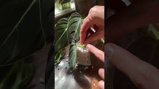 Perlite propagation 🪴 houseplants plantparent plantcare philodendronmelanochrysum plantlover [upl. by Atinit682]