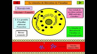 La communication hormonale  La régulation de la glycémie insuline et glucagon [upl. by Araccat]