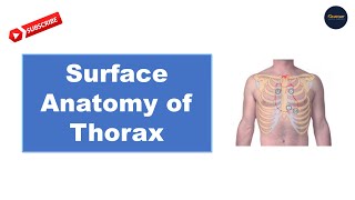 Surface Anatomy of thorax in Bangla [upl. by Tutt515]