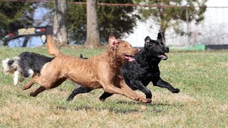 How We Integrate Dogs Into Our Board and Train Program [upl. by Aleirbag]