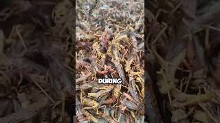 Grasshopper Farming Craze in China  animals shortvideos facts [upl. by Aed]