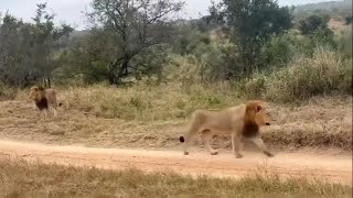 Tumbela amp Nkuhuma Male Lion Reunited  20 May 2024 [upl. by Pippa]