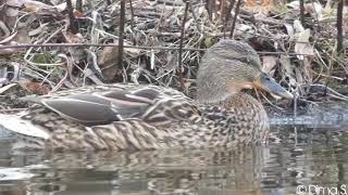 Mallard Duck Calling  Stockente ruf Friedrich Ebertpark  Ludwigshafen am Rhein [upl. by Haliehs734]