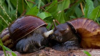 HOW DO SNAILS MATE AND REPRODUCE [upl. by Anatolio]