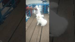 Very cute Pets viralshort doglover youtubeshorts pets [upl. by Aitnuahs]