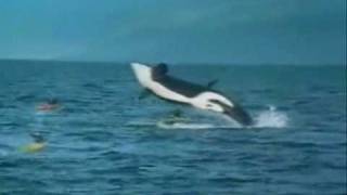 Orca Whale Lands On Kayak [upl. by Rebma]