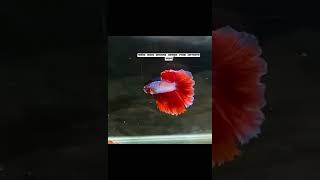 ফেন্সি বেটা ফিস 🔥 BETTA FISH  FACNY ROSETAILviralshorts shortsbettafish exotic aquariumfish [upl. by Annehcu647]