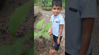 Turmeric plant repoting plants turmeric turmericplant homegarden garden shorts trendingsrk [upl. by Inar]