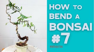 How to bend a Bonsai 7  Operculicarya Decaryi  Bonsaifly shorts [upl. by Anoy191]