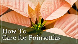 How To Care for Poinsettias  Poinsettia Care Guide  Poinsettia Care Tips  Poinsettias 101 [upl. by Fernas]