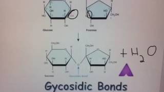 Glycosidic Bonds [upl. by Barrada]