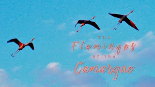 Flamingos of the Camargue [upl. by Semajwerdna]