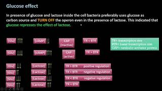 Bacterial operon system [upl. by Eemia]