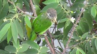 Whitecheeked Barbet [upl. by Allebara]