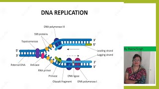 DNA ReplicationII Enzymes in DNA Replication II Prokaryotesshortsyoutubeshorts [upl. by Berner859]