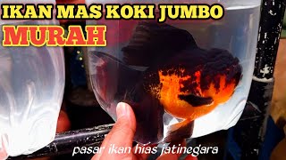 IKAN MAS KOKI JUMBO MURAH UPDATE HARGA IKAN MAS KOKI DI PASAR IKAN HIAS JATINEGARA [upl. by Parik]