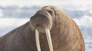 Elephant seal vs Walrus [upl. by Allyce]