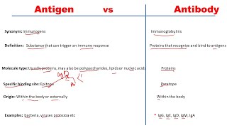 Difference between antigen and antibody  Antigen vs Antibody [upl. by Ettenowtna]