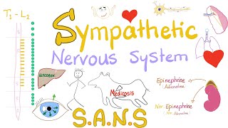 Sympathetic Nervous System  Fight and Flight  Origin Relay and Response  Physiology [upl. by Alaik]