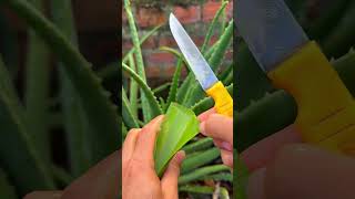 Steps to get aloe vera gel and special uses shorts [upl. by Aicilec]