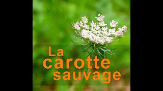 Identifier la carotte sauvage  Daucus carota [upl. by Alleira374]