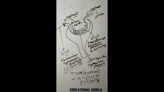 nephron structure and function ultrafiltration in hindi [upl. by Ogg]