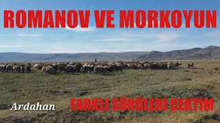 FARKLI SÜRÜLERİ ÇEKTİM  ROMANOV VE MOR KOYUN  ARDAHAN [upl. by Morrison]