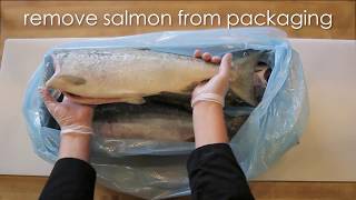 How to Thaw amp Fillet a Wild Alaska Salmon [upl. by Kiyohara]