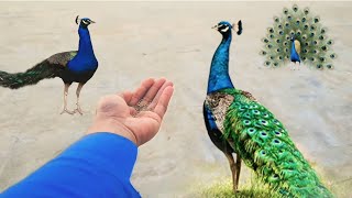 Indian peafowl enjoy hand feeding  peacock feeding  mor ki khorakpeacockfeeding [upl. by Hart]