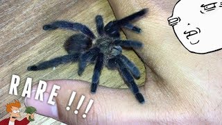 MY RAREST TARANTULA  alongside Avicularia urticans [upl. by Ballard]