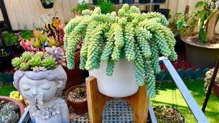 How to Multiply Burros Tail [upl. by Mohandis]