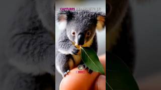 Is This the World’s Tiniest Koala You Have to See It CuteAnimals AnimalLovers TinyAnimals [upl. by Keheley]