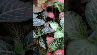 Nerve plantfittonia💚🩷❤️🌱houseplant indoorplants gardening indoorgardening houseplantlove [upl. by Maurilla]