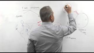 T cell functions Immunology lecture 10 part 3 [upl. by Oicnedif]