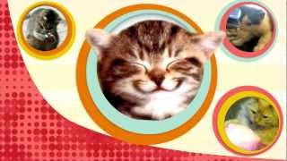 Why Cats Cant Taste Sweets  Bytesize Science [upl. by Ahola]