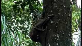 Flying lemurs mating in the forests of Borneo [upl. by Grane741]