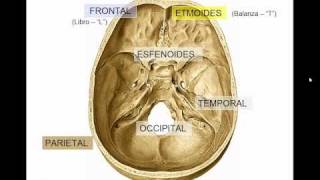 GENERALIDADES DE CRANEO [upl. by Aihtela]