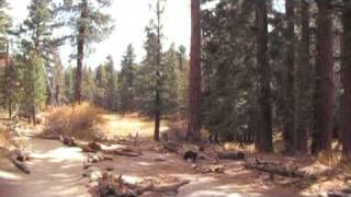 Long Valley Creek trail on Mount San Jacinto [upl. by Keir]