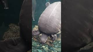 Pig nosed turtle at Central Park Zoo New York centralparknewyork centralparkzoo turtle [upl. by Hernardo]